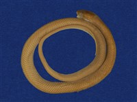 藏品(青蛇)的圖片